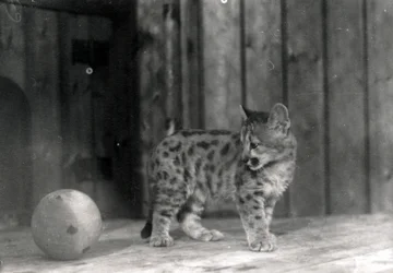 Leopardunge med en bold